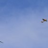 Donzdorfer Flugtage 28.08.2016