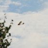 Donzdorfer Flugtage 28.08.2016