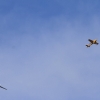 Donzdorfer Flugtage 28.08.2016