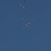 1dfh-4df-gra2010-017