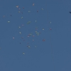 1dfh-4df-gra2010-020