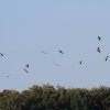 Drachenfest Fliegergruppe Grabenstetten-Teck-Lenninger Tal e.V. 24.09.2016