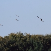 Drachenfest Fliegergruppe Grabenstetten-Teck-Lenninger Tal e.V. 24.09.2016