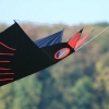 Drachenfest Fliegergruppe Grabenstetten-Teck-Lenninger Tal e.V. 24.09.2016