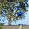Drachenfest Fliegergruppe Hülben e.V. 16.10.2016
