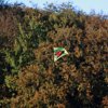 Drachenfest Fliegergruppe Hülben e.V. 16.10.2016