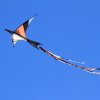 Drachenfest Fliegergruppe Hülben e.V. 16.10.2016