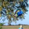 Drachenfest Fliegergruppe Hülben e.V. 16.10.2016
