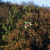 Drachenfest Fliegergruppe Hülben e.V. 16.10.2016