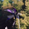 Drachenfest Fliegergruppe Hülben e.V. 16.10.2016
