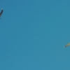Drachenfest Fliegergruppe Hülben e.V. 2014