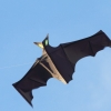 Drachenfest Fliegergruppe Hülben e.V.