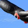 Drachenfest Fliegergruppe Hülben 14
