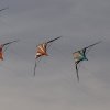 Drachenfest Hülben 12