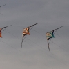 Drachenfest Hülben 12