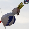 Drachenfest Hülben 12