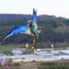 Drachenfest LSV-Münsingen-Eisberg e.V. 2013