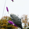 Drachenfest Malmsheim 12