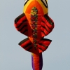 Drachenfest Malmsheim 12