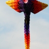 Drachenfest Malmsheim 12