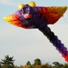 Drachenfest Malmsheim 12