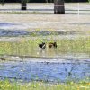 Echaz Hochwasser Pfullingen 02.06.2013
