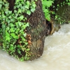 Echaz Hochwasser Pfullingen 02.06.2013