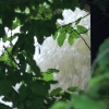 Echaz Hochwasser Pfullingen 02.06.2013