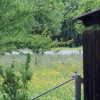 Echaz Hochwasser Pfullingen 02.06.2013