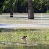 Echaz Hochwasser Pfullingen 02.06.2013