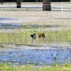 Echaz Hochwasser Pfullingen 02.06.2013