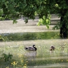 Echaz Hochwasser Pfullingen 02.06.2013