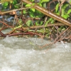 Echaz Hochwasser Pfullingen 02.06.2013