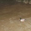 Echaz Hochwasser