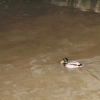 Echaz Hochwasser