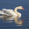 Federsee