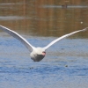 Federsee
