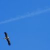 Fliegerfest Kornwestheim Pattonville 2014
