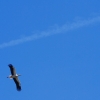 Fliegerfest Kornwestheim Pattonville 2014