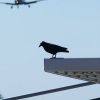 Fliegerfest Kornwestheim Pattonville 2014