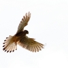 1dfh-ouv-sommertreffen4082012-004
