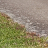 1dfh-ouv-sommertreffen4082012-212