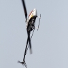 1dfh-ff-bietigh-19082012-132