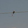 Flugplatzfest Bopfingen 27.06.2010