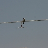Flugplatzfest Bopfingen 27.06.2010