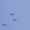1dfh-degerfeld-290809-001