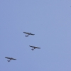 1dfh-degerfeld-290809-001