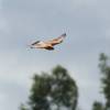 Flugplatzfest Illertissen 19.06.2011