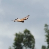 Flugplatzfest Illertissen 19.06.2011