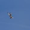Flugplatzfest Degerfeld 01.09.2013